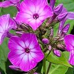 Phlox paniculata പുഷ്പം