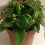 Peperomia scandens Leaf