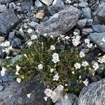 Cerastium alpinum Hábito