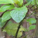 Plectranthus ecklonii Schors