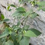 Solanum scabrum Blatt