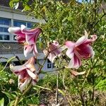 Lilium regale Kvet