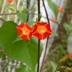 Ipomoea coccinea Floro