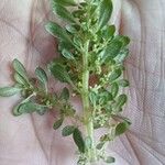 Pilea microphylla Leaf