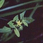Hypericum mutilum 花