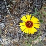 Madia elegans Flower