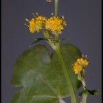 Sanicula laciniata Flower