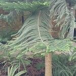 Araucaria biramulata Leaf