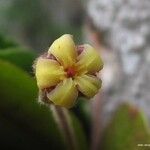 Pittosporum hematomallum Flower