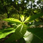 Rauvolfia viridis Feuille