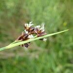 Juncus alpinoarticulatus Hoja