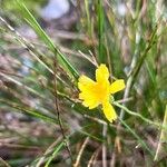 Utricularia subulata Květ