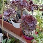 Aeonium arboreumLevél