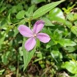 Arthrostemma ciliatum Flor