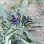 Anchusa officinalis Kvet