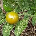Solanum pseudocapsicum Frucht
