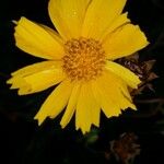 Coreopsis lanceolata Flor