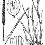 Phleum subulatum Sonstige