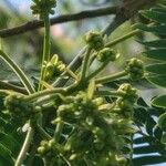 Enterolobium contortisiliquum Fruit