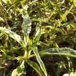 Amaranthus muricatus পাতা