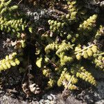 Asplenium foreziense Costuma