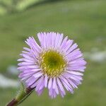 Erigeron alpinus 花