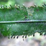 Trichomanes pinnatum Листок