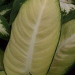 Dieffenbachia seguine Deilen