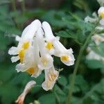 Pseudofumaria alba 花