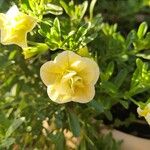 Calibrachoa parviflora Flower