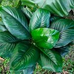 Dieffenbachia tonduzii Fulla