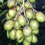 Spondias dulcis ফল