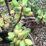 Crassula rogersii Yaprak