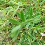 Gypsophila repens Fulla