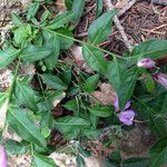 Polygala californica 整株植物