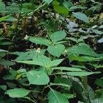 Impatiens parviflora Habitat