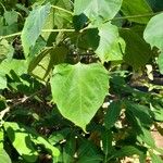 Catalpa bungei Blatt