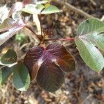 Jatropha gossypiifolia Ліст