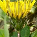 Taraxacum mediterraneum Flor