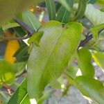 Solanum laxum পাতা