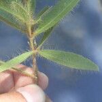 Eriosema crinitum Leaf