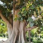 Ficus macrophylla Кара