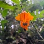 Besleria solanoides Floare