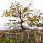 Acacia dealbata Hábitos