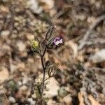 Chaenorhinum rubrifolium Квітка