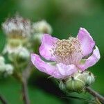 Rubus ulmifolius Õis
