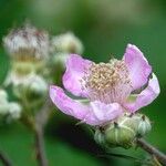 Rubus ulmifolius 花