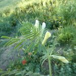 Vicia lutea Lubje