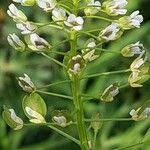 Thlaspi arvense Flower