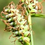 Carex tomentosa Fruit